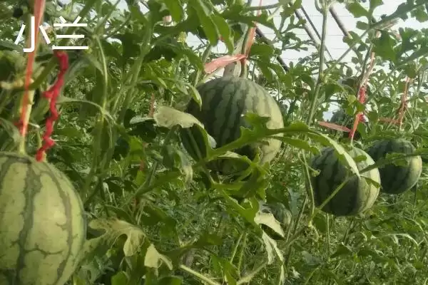 了解西瓜常见品种的方法和重点？认识西瓜品种要做好哪些细节？插图8