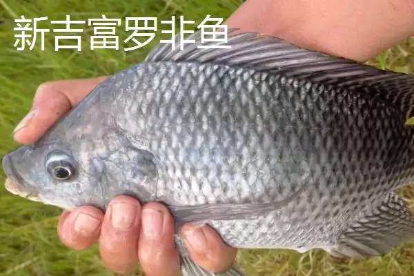 图片[7]-罗非鱼有哪些常见品种 ,罗非鱼的品种多如何培育而来-会东网