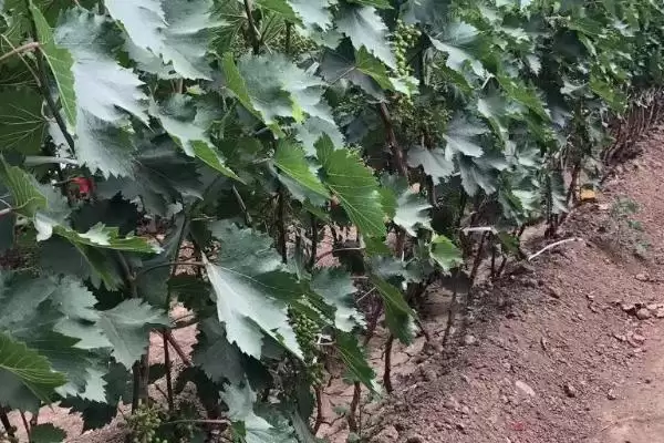 葡萄病虫害防治技术全解：不同病害为害部位的应对策略插图4