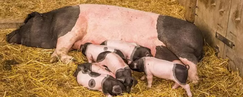 母猪产后清宫一般要清几次呢,母猪产后通常清宫一次即可-会东网