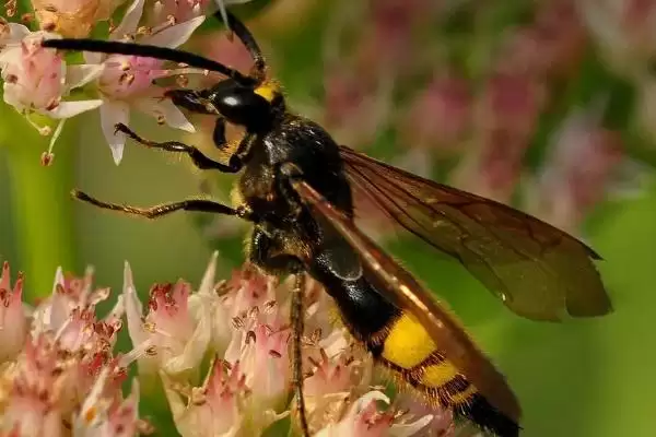 马蜂在窗户角筑巢怎么办,威胁到人身安全时则要立即处理掉插图2 马蜂在窗户角筑巢怎么办,威胁到人身安全时则要立即处理掉插图2
