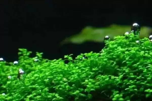 图片[4]-鹿角矮珍珠水草难养吗 ,鹿角矮珍珠水草的栽培难度如何-会东网