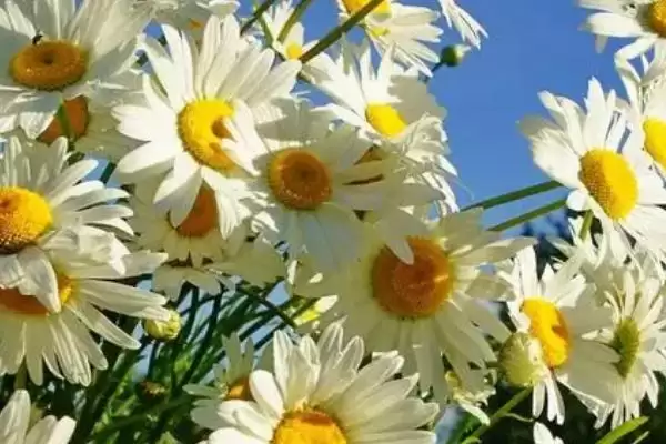 图片[2]-象征和谐的花的种类和要点？了解象征和谐的花需关注哪些品种？-会东网