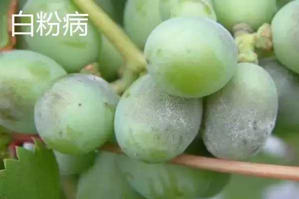 葡萄霜霉病和白粉病区分技巧:发病时间不同的关键特征插图2 葡萄霜霉病和白粉病区分技巧:发病时间不同的关键特征插图2