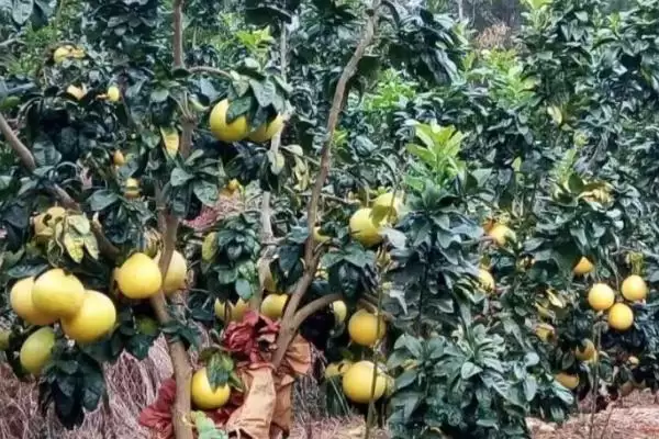 蜜柚为什么会出现药害及怎么补救 ,蜜柚药害因药质差、浓度高等可补救插图3 蜜柚为什么会出现药害及怎么补救 ,蜜柚药害因药质差、浓度高等可补救插图3