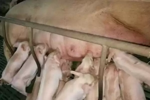 母猪难产应该如何进行处理呢,母猪难产时可采取驱赶助产等方式插图3