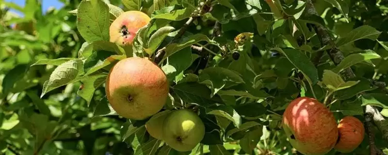 苹果树的叶片变黄如何处理，可采取喷施硫酸亚铁等措施-会东网