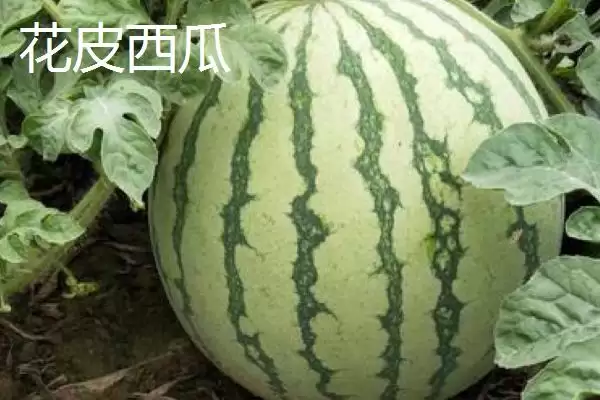 了解西瓜常见品种的方法和重点？认识西瓜品种要做好哪些细节？插图5