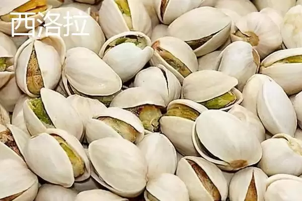图片[3]-开心果的优质品种 ,哪些开心果品种经济价值较高呢？-会东网