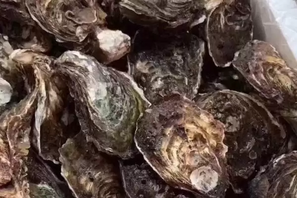 图片[3]-了解诏安湾生蚝价格的方法和重点？了解诏安湾生蚝价格要做好哪些细节？-会东网