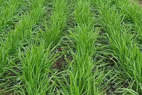韭菜的繁殖方法 ,韭菜主要采用什么繁殖方法呢？插图3