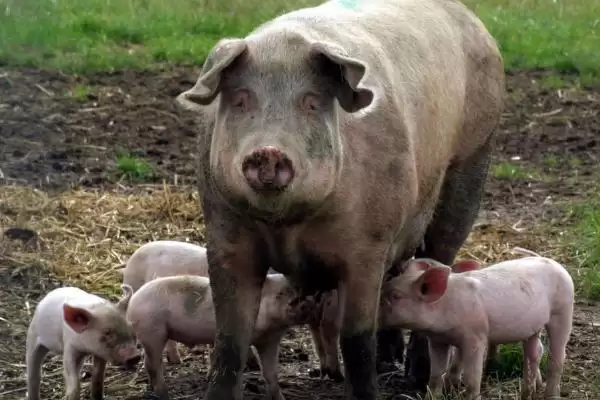 母猪发情多久后可以进行配种呢,母猪发情后 3-4 天配种比较合适插图1 母猪发情多久后可以进行配种呢,母猪发情后 3-4 天配种比较合适插图1