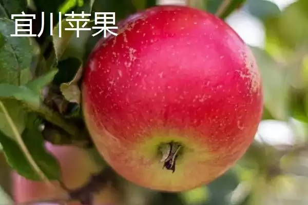 我国苹果产地，主要集中在北方插图5