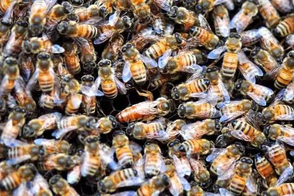 意蜂和中蜂能不能一起养，可以混养但不建议混养插图2