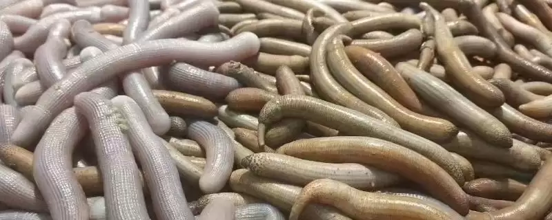 泥丁和沙虫的区别在哪?外观像钉子与肠子的奇妙生物-会东网