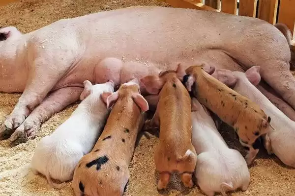 母猪正常一胎能生几只小猪呢,母猪正常一胎通常可产下 10-14 只幼仔插图1