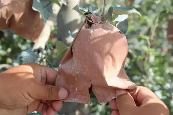 苹果脱袋后何时铺反光膜，经过2-3天即可铺膜插图4