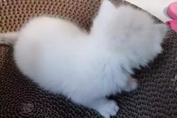 猫为什么会出现过敏现象 ,猫过敏主要有这三个方面原因插图3