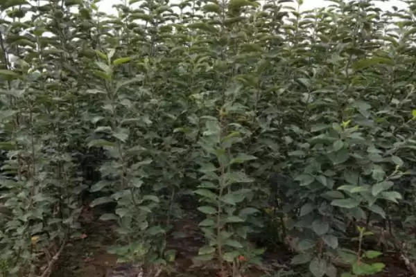 烟富苹果树苗有什么品种,以下4种比较常见插图1 烟富苹果树苗有什么品种,以下4种比较常见插图1