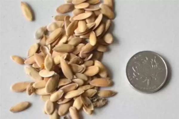 种植甜瓜防治烂瓜有啥方法和重点？种甜瓜要做好哪些细节？插图2