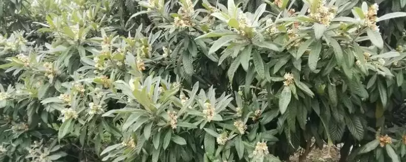 枇杷什么时候开花,盛花期在11-12月-会东网