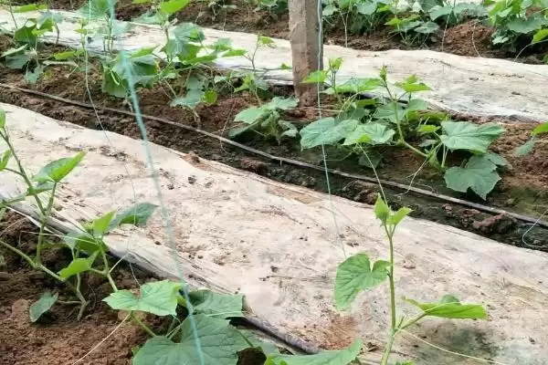 越冬水果型小黄瓜栽培技术的方法和重点?种越冬小黄瓜要做好哪些细节?插图2 越冬水果型小黄瓜栽培技术的方法和重点?种越冬小黄瓜要做好哪些细节?插图2