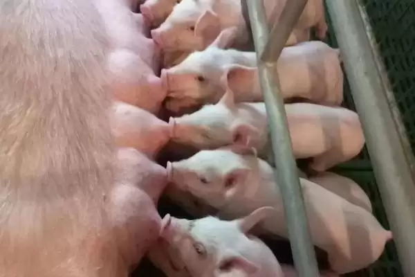 图片[2]-母猪生产多长时间算为难产情况呢,母猪生产超过 3 个小时算为难产情况-会东网