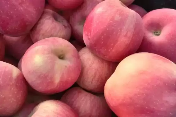 奶油苹果的价格，一斤需要5-10元左右插图3