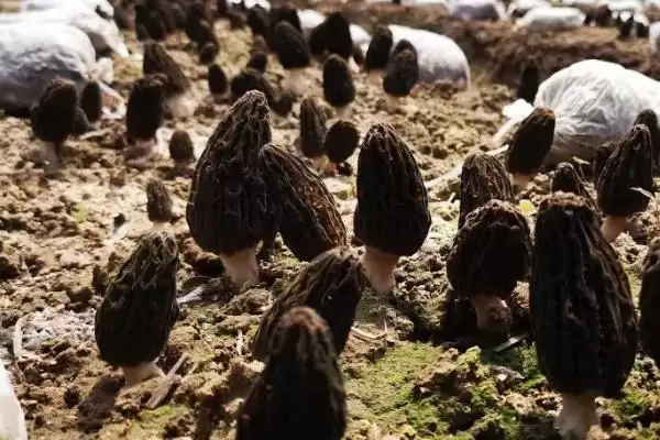 图片[2]-种植羊肚菌的方法和重点？种植羊肚菌要做好哪些细节？-会东网
