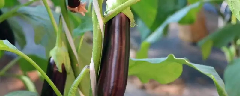 茄子苗品种大揭秘:长茄为何成为常见之选?-会东网