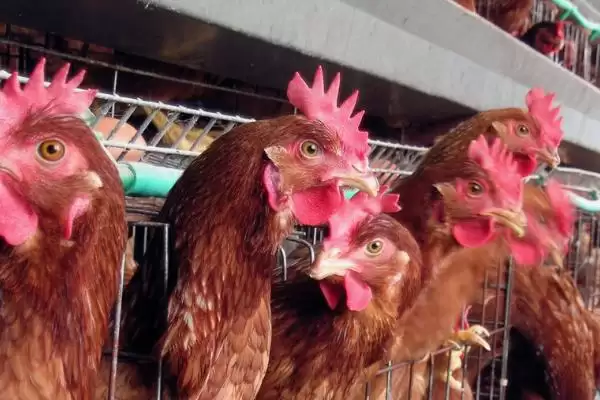 挑选优质鸡品种的方法和重点?养鸡要做好哪些品种甄别?插图5 挑选优质鸡品种的方法和重点?养鸡要做好哪些品种甄别?插图5