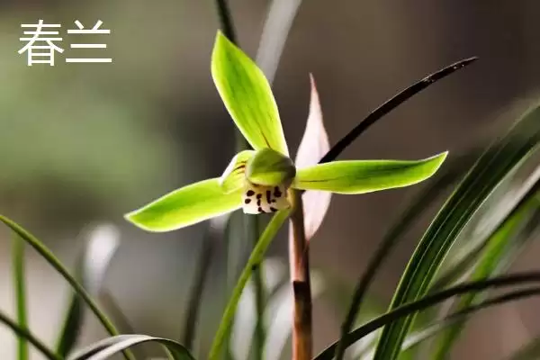 图片[8]-兰花的花语和象征意义 ,兰花有哪些花语及象征内涵？-会东网