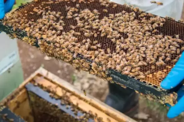 盗蜂的处理方法,需及时处理插图5 盗蜂的处理方法,需及时处理插图5