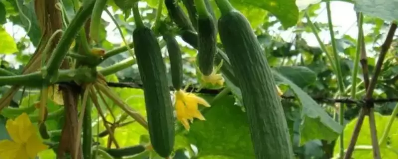 越冬水果型小黄瓜栽培技术的方法和重点?种越冬小黄瓜要做好哪些细节?-会东网