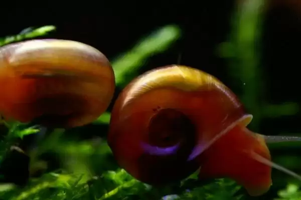 苹果螺有没有毒，属于无毒动物插图1