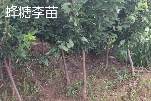 图片[3]-李子树苗有哪些好品种，蜂糖李、青脆李等品种均可选择-会东网