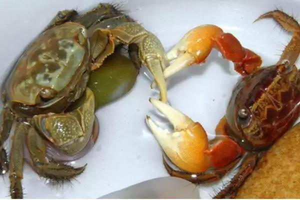 螃蟹血液的奥秘：有血液但非红色的奇妙现象插图2