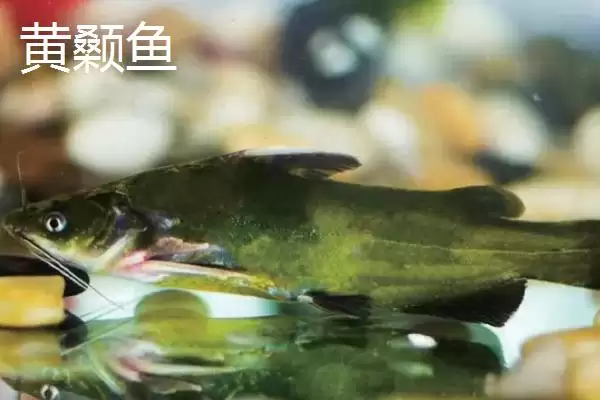 图片[10]-蚯蚓钓鱼技巧全解：为何是“万能饵料”的优势分析-会东网