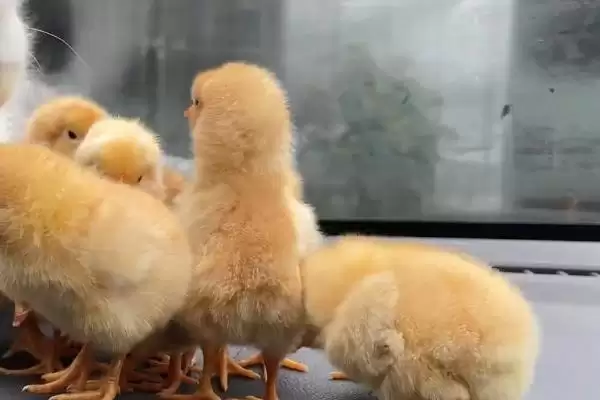 让小鸡快速睡着的方法和重点?养鸡要做好哪些养殖环境安抚?插图3 让小鸡快速睡着的方法和重点?养鸡要做好哪些养殖环境安抚?插图3