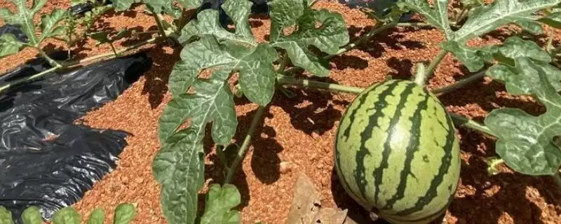 选择能增加西瓜甜度肥料的方法和重点?选西瓜增甜肥料要做好哪些细节?-会东网