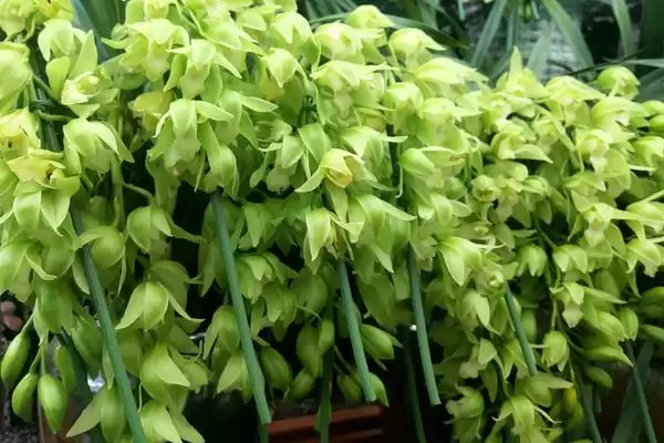 春节前后的兰花盛景：君子兰和蝴蝶兰的绽放时刻插图5