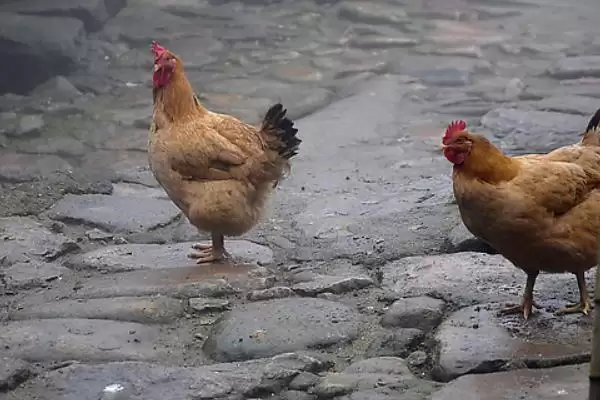 探寻鸡不知躲雨缘由的方法和重点？养鸡要做好哪些习性观察？插图1