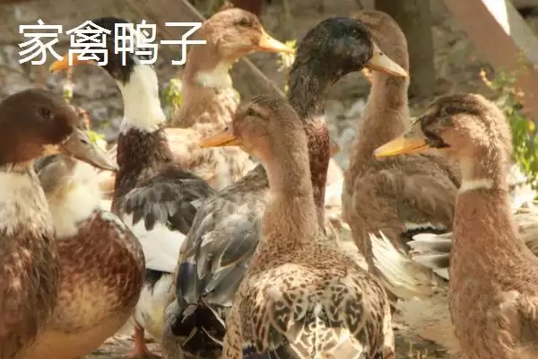 图片[4]-敌百杀虫剂的使用注意事项，不宜与碱性药物同时使用-会东网