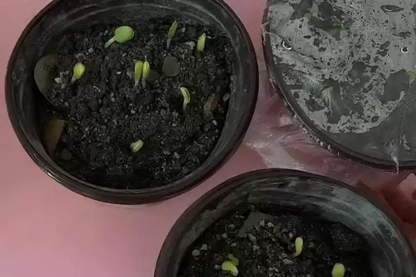 西瓜种子催芽方法的方法和重点?西瓜种子催芽要做好哪些细节?插图5 西瓜种子催芽方法的方法和重点?西瓜种子催芽要做好哪些细节?插图5