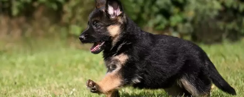犬肺动脉瓣狭窄症状解析：运动呼吸困难、肝脏肿大等表现-会东网