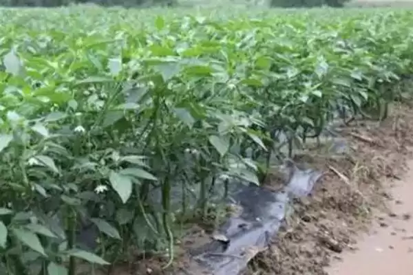 辣椒的施肥技巧 ,辣椒施肥为何要重施有机肥呢?插图1 辣椒的施肥技巧 ,辣椒施肥为何要重施有机肥呢?插图1