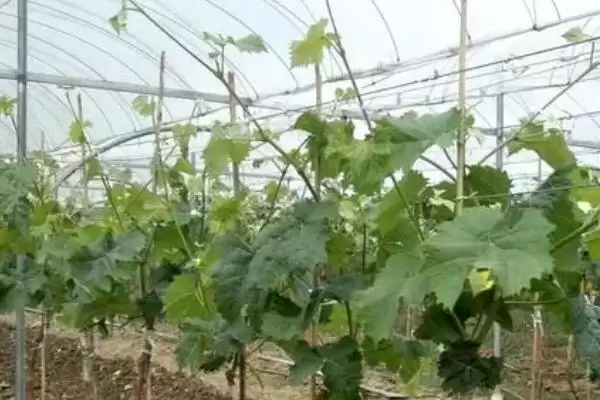 葡萄避雨栽培的利弊分析:减少病害与枝蔓徒长的两面性插图3 葡萄避雨栽培的利弊分析:减少病害与枝蔓徒长的两面性插图3