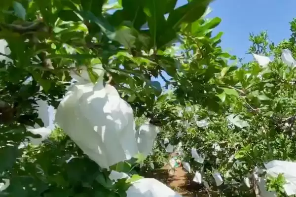 图片[7]-石榴黑斑病的症状？了解石榴黑斑病症状要知晓哪些关键的病害表现？-会东网