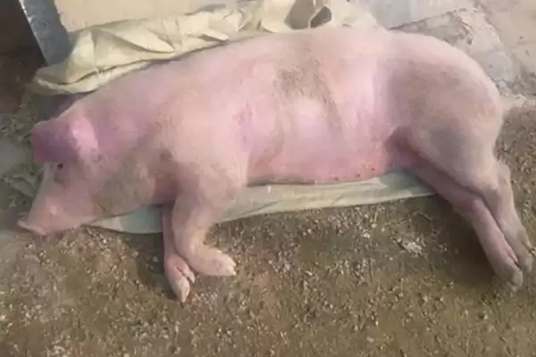 探究猪低温不食原因的方法和重点？养猪要做好哪些健康诊断与护理细节？插图1