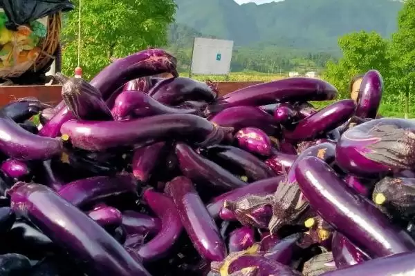 茄子打底叶时间秘籍:门茄2-3厘米左右第一次的要点插图3 茄子打底叶时间秘籍:门茄2-3厘米左右第一次的要点插图3